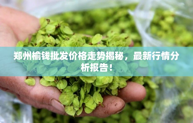 鄭州榆錢(qián)批發(fā)價(jià)格走勢(shì)揭秘，最新行情分析報(bào)告！
