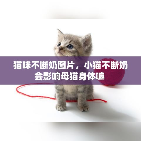 貓咪不斷奶圖片，小貓不斷奶會影響母貓身體嘛 