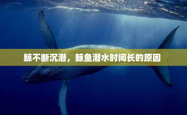 鯨不斷沉潛，鯨魚潛水時間長的原因 