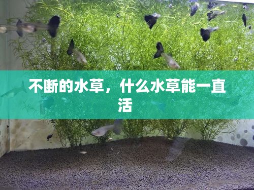 不斷的水草，什么水草能一直活 