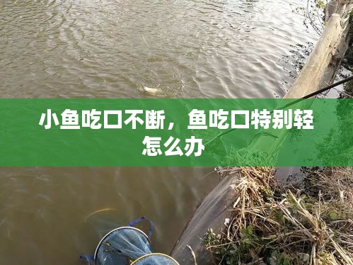 小魚吃口不斷，魚吃口特別輕怎么辦 