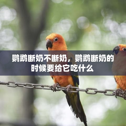 鸚鵡斷奶不斷奶，鸚鵡斷奶的時(shí)候要給它吃什么 