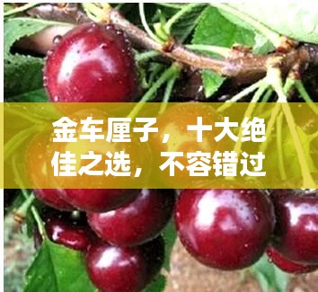 金車?yán)遄?，十大絕佳之選，不容錯(cuò)過！