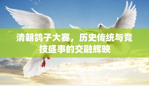 清朝鴿子大賽，歷史傳統(tǒng)與競(jìng)技盛事的交融輝映