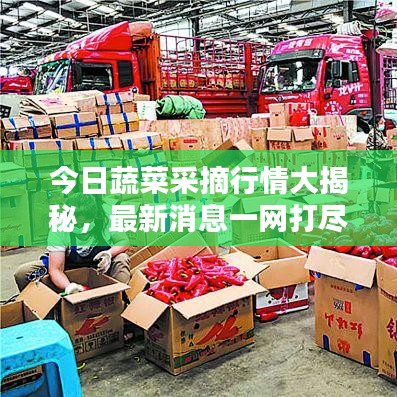 今日蔬菜采摘行情大揭秘，最新消息一網(wǎng)打盡
